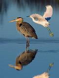 Egret Flying Over A Heron_34680